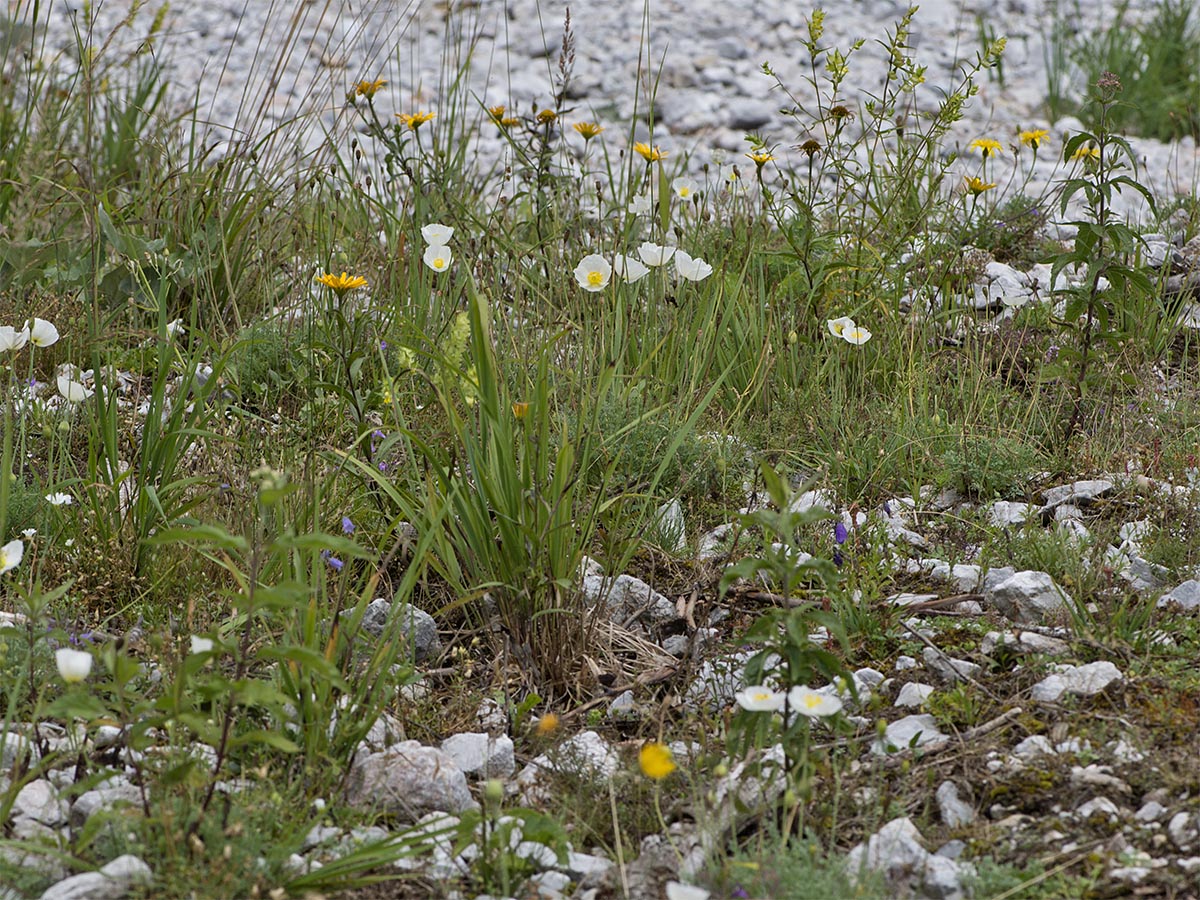 Papaver alpinum ssp. alpinum